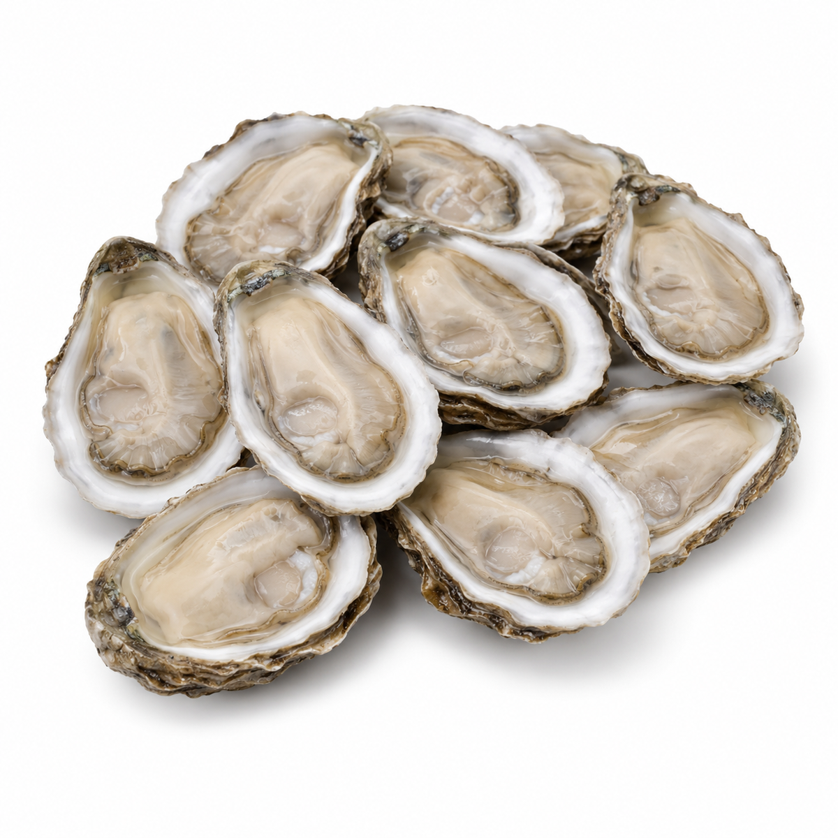 Chesapeake Bay Oysters — product on a white background