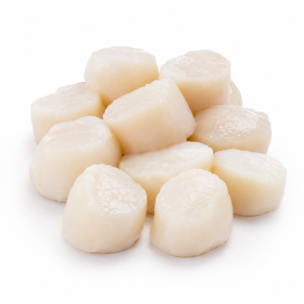 Sea Scallops 10/20