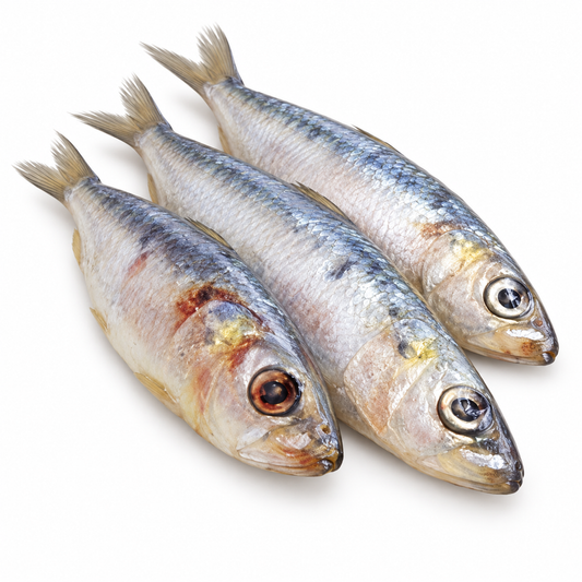 whole sardines — product on white background